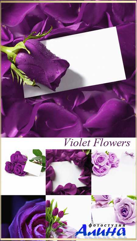 Фоны для фотошопа - Фиолетовые цветы