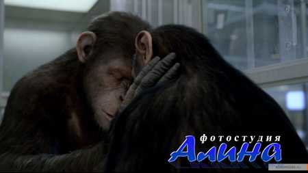 ��������� ������� ������� / Rise of the Planet of the Apes