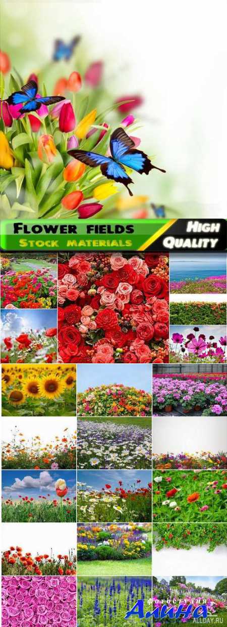 ��������� ���� | Flower fields Stock images
