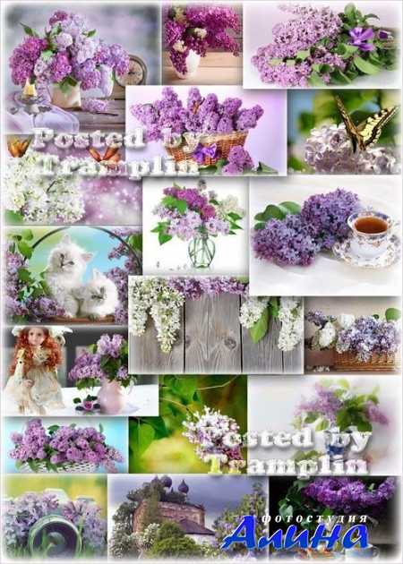 ������ - ������� � ������ �������-�����, ������ � ������� �����