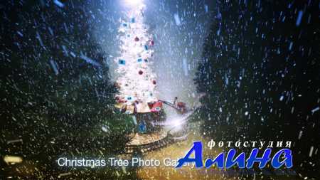 Christmas Tree Photo Gallery