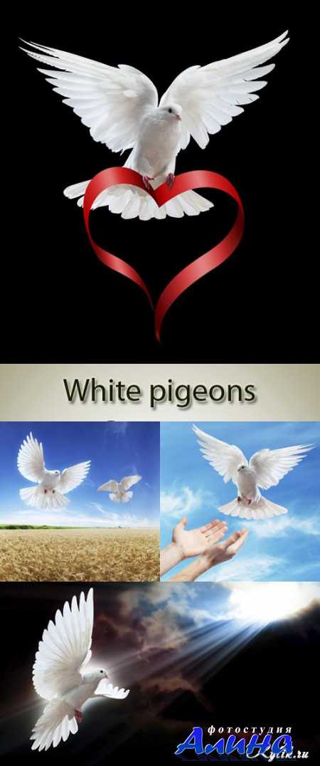 ����� ������� ������