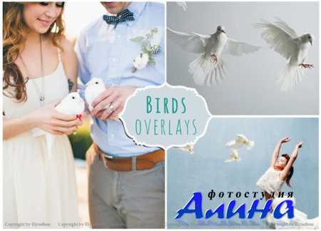 70 Birds Photoshop Overlays